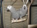  Žako kongo-papoušek šedý